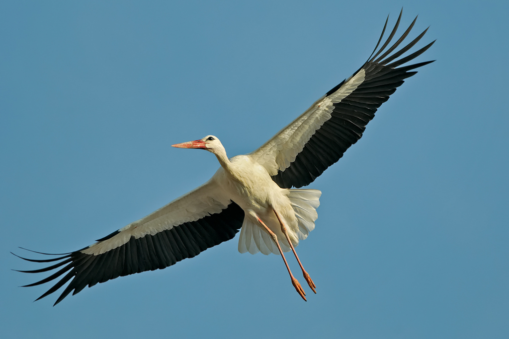 Cicogna bianca  ( Ciconia ciconia )